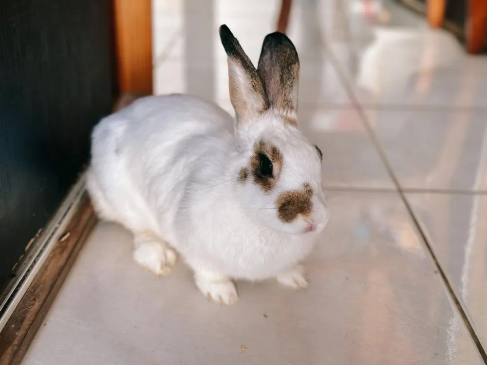 Até 50% dos coelhos comprados na Páscoa são abandonados semanas depois; dados são do Conselho Regional de Medicina Veterinária