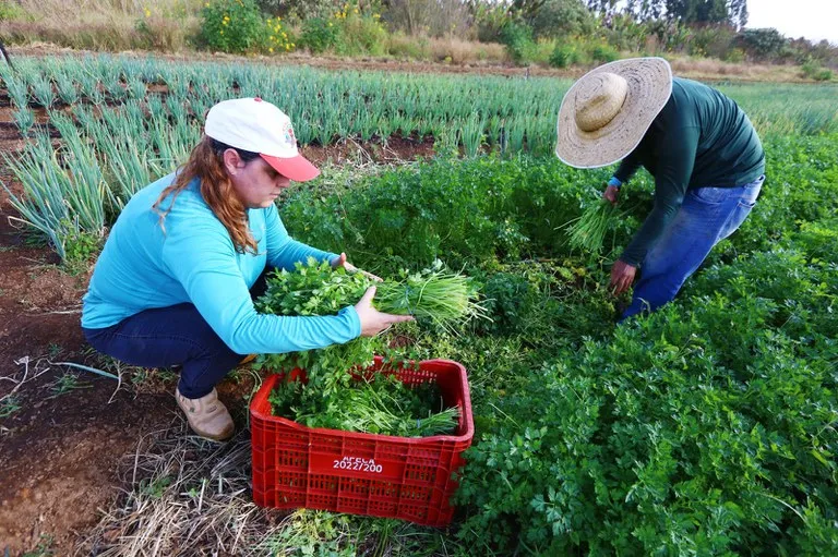 Prazo para enviar propostas da agricultura familiar termina quarta-feira, 8, em Palmas